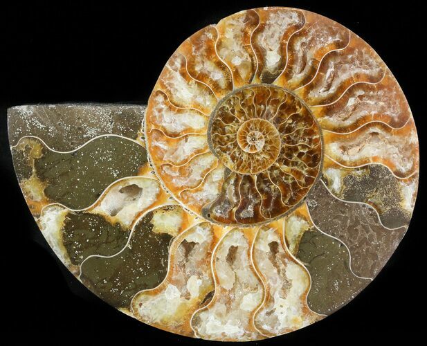 Agatized Ammonite Fossil (Half) #45518